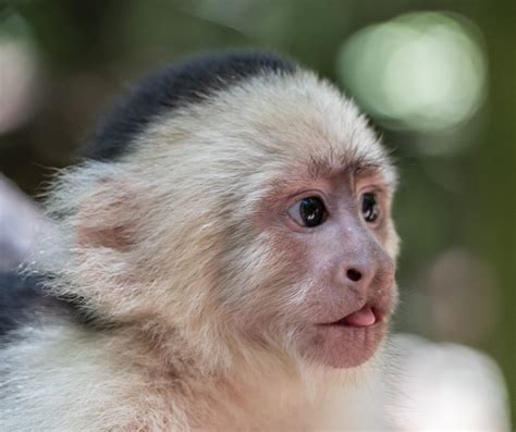 White Headed Capuchin Monkey Free Photo On Pixabay Pixabay