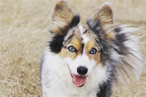 Corgi Husky Mix White