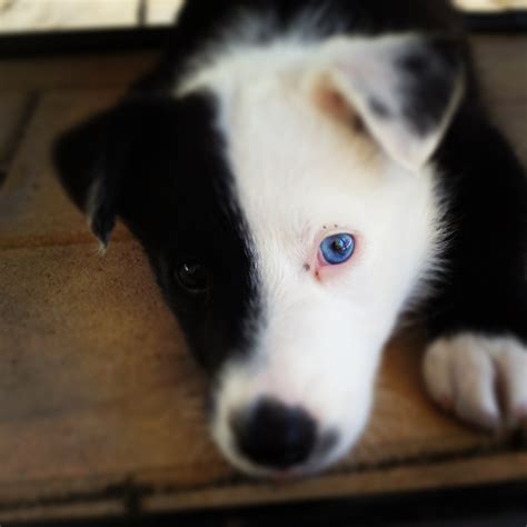 Different colored eyes border collie pup : r/aww