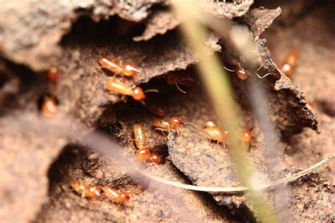 A Checklist For Homeowners Who Want To Get Termite Inspections