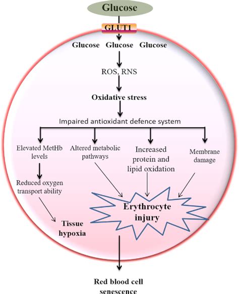 Hyperglycemia Enhances The Generation Of Ros And Rns That Impair