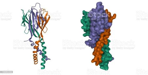 Structure Of Hormone Resistin Stock Photo - Download Image Now - Protein, Molecule, Signal ...