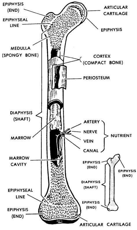 Skeletal Diagram Of The Human Femur