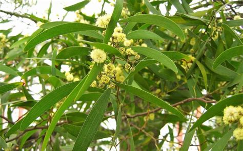 8 Fast Growing Australian Native Trees