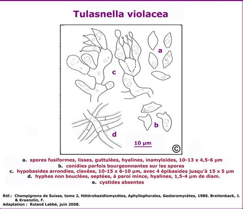 Tulasnella violacea - schéma microscopique | Labbé Roland | Flickr