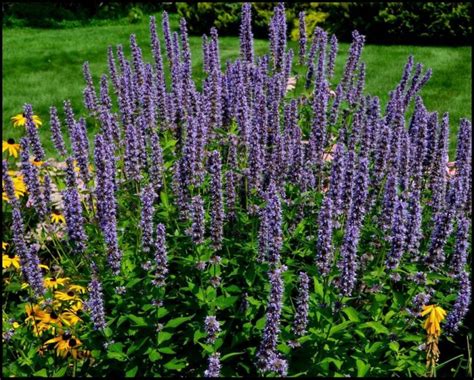 BLUE FORTUNE HYSSOP Hinsdale Nurseries Welcome To Hinsdale Nurseries