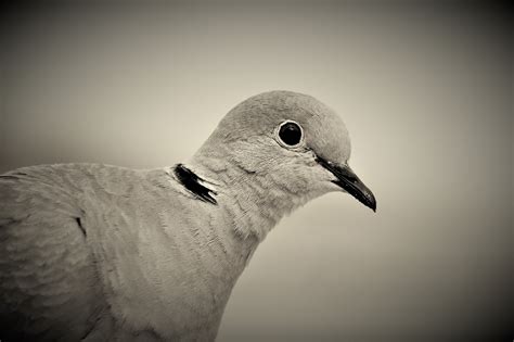 Collared dove, bird, dove, pigeons,free pictures - free image from ...