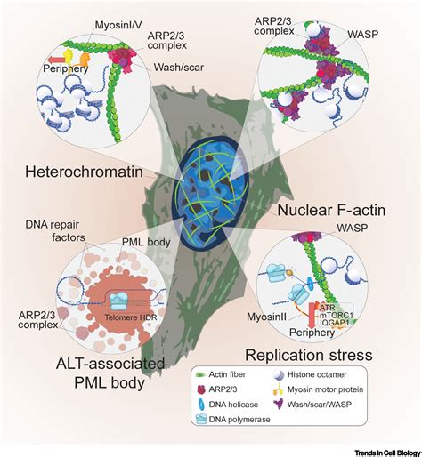 Chromatin Mobility And Relocation In DNA Repair Trends In Cell Biology