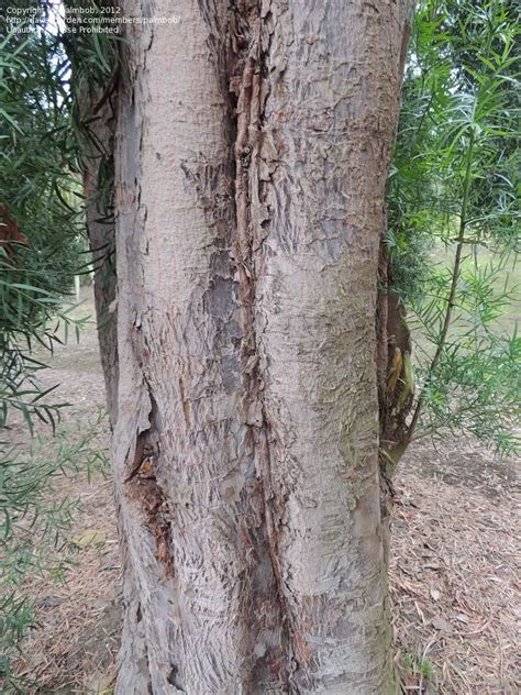 Plantfiles Pictures Common Yellowwood Outeniqua Yellowwood