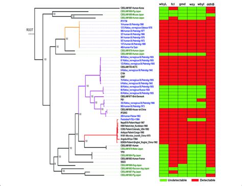 Y Pseudotuberculosis Rather Than Y Pestis Isolated From China Download Scientific Diagram