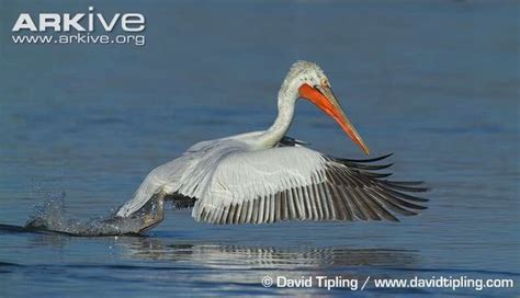 Drama in Dalmatian Pelican conservation - The Dodo