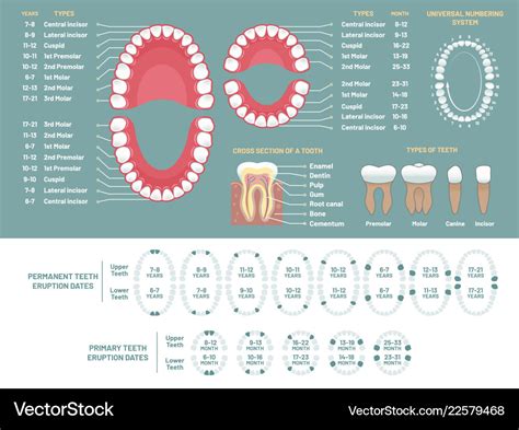 Tooth anatomy chart orthodontist human teeth loss Vector Image