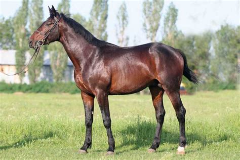 East Bulgarian Horse Breed Information, History, Videos, Pictures
