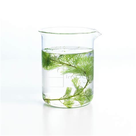 Pondweed Photosynthesis Photograph by Science Photo Library