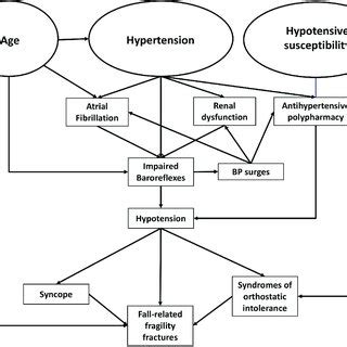 Pathophysiological Mechanisms Underlying Impaired Baroreflex Function