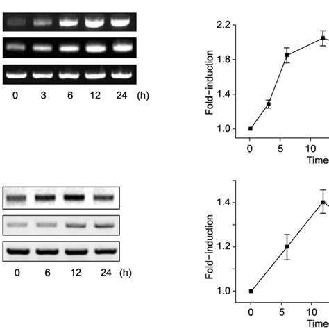 Hdac Is Involved In The Transcriptional Regulation Of Calmegin A