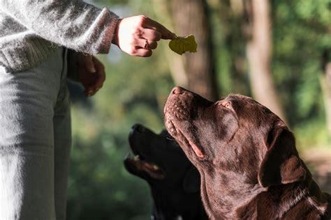 Quieres conocer el costo de sacar el pedigree de tu perro en Perú