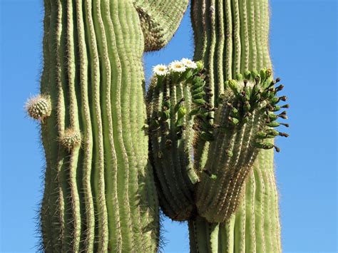 A Close Up Of Blooming Cactus Organ Pipe Cactus National Monument