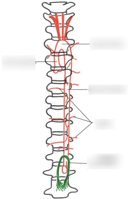 Diagramme De An Vue Ant Rieure De Laorte Quizlet