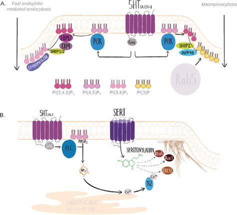 Serotonin Receptor Signalling Effects On Pi3k Rhoa Rac1 And Cdc42 Download Scientific