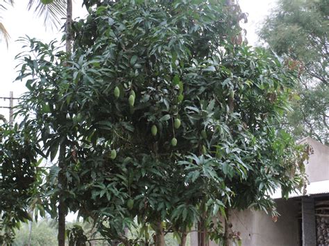 Манго индийское – дерево, древесина и фрукт – Mangifera indica
