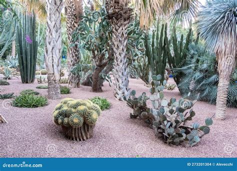 Discover The Unique And Fascinating World Of Cacti In This Botanical