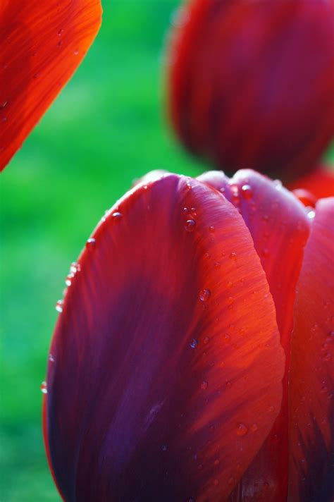 Tulipanes Rojos Flores Foto Gratis En Pixabay Pixabay