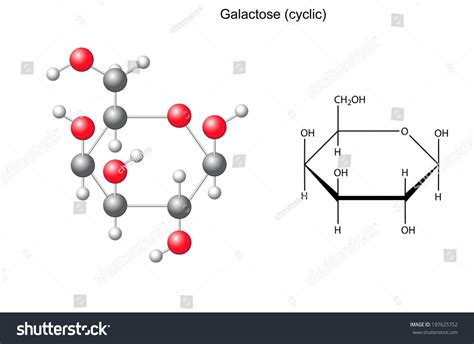 Structural Chemical Formula And Model Of Galactose 2d And 3d Illustration Isolated On White