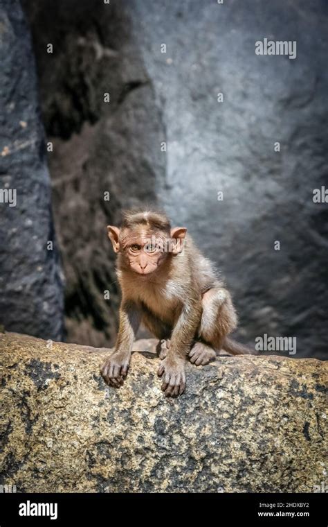 Indias Primates Hi Res Stock Photography And Images Alamy