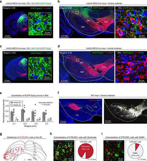 Cell Type Specific Mapping Of The SCSNc Pathway A C Example Coronal