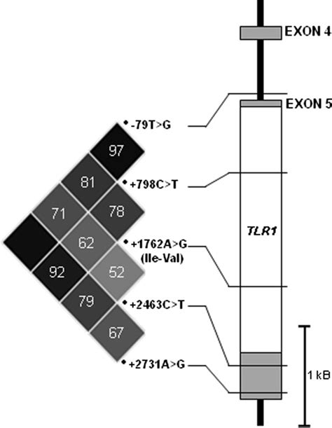 Linkage Disequilibrium Ld Plot For Five Extensively Genotyped Snps In