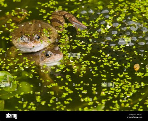 L Accouplement Des Grenouilles Rana Temporaria Commun Dans La Lutte