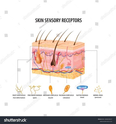 Skin Sensory Receptors Concept Nerve Hair Stock Vector (Royalty Free ...