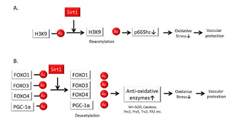 Sirt1 Regulates Oxidative Stress A Sirt1 Represses P66shc Download Scientific Diagram