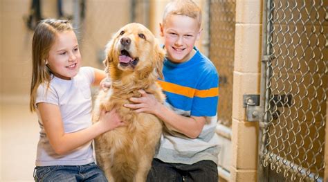 The New Pack Member: A Timeline Of Adjustment