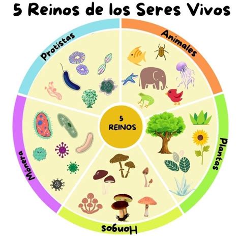 Seres Vivos Clasificaci N Y Caracter Sticas De Los Reinos