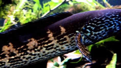 Channa Aurantimaculata Golden Cobra Snakehead Youtube