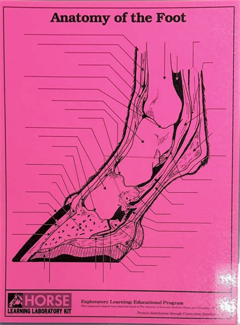 4 H Horse Foot Learning Lab Kit Diagram Quizlet