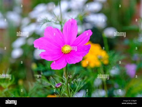 Cosmos flower in garden Stock Photo - Alamy