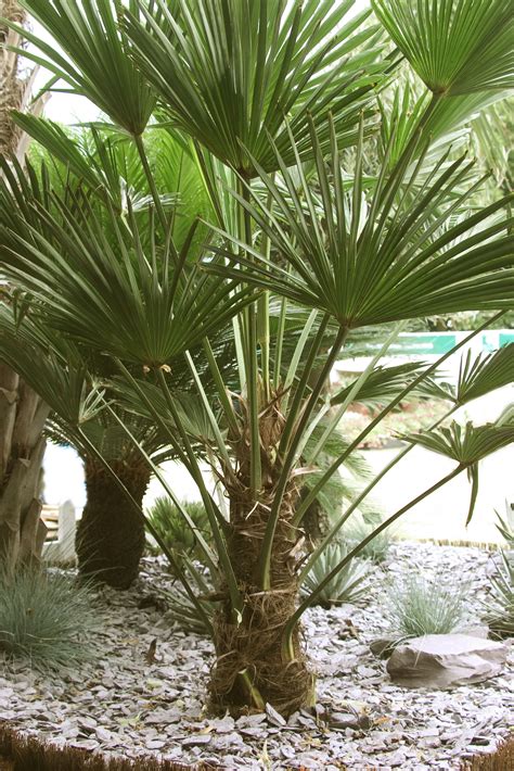 Goodinfo: Small Palm Trees For Yard