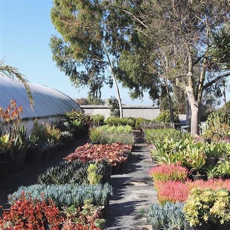 Rancho Vista Nursery Updated January 2025 1430 Buena Vista Dr