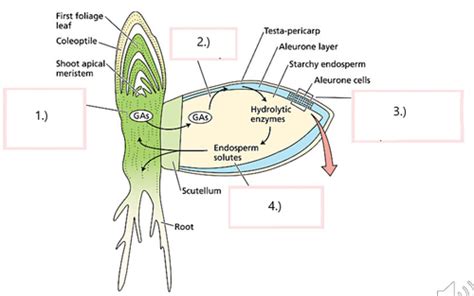 Biol Plant Dev Lab Quiz Flashcards Quizlet