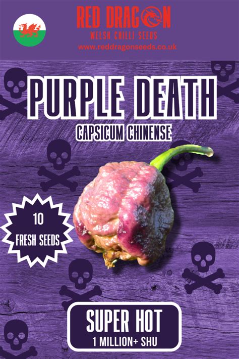 Purple Death Chilli Seeds - Purple Death Pepper Seeds - Red Dragon Seeds