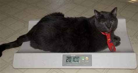 20 Lb Cat Diet Doubletoday