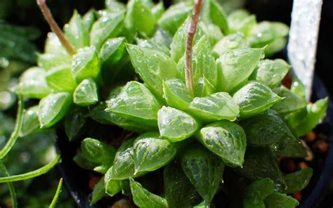 Haworthia la familia de suculentas más impresionante