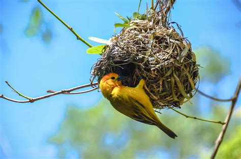 Weaver Bird - A-Z Animals