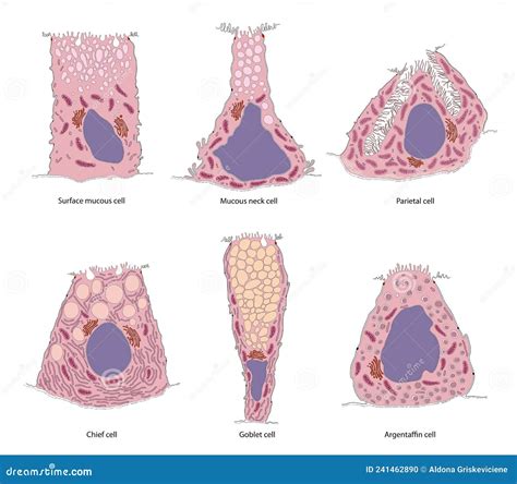 Gastric Glands And Cell Types Sectional View Of Stomach Mucosa