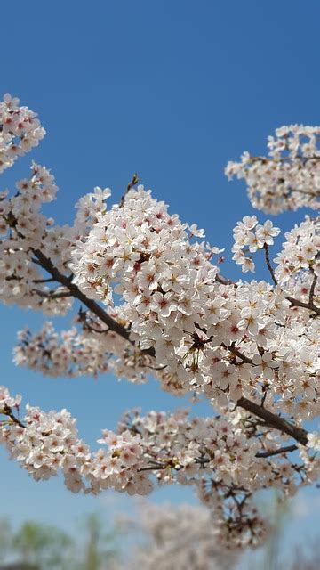 Cherry Blossom Flowers Spring Free Photo On Pixabay Pixabay