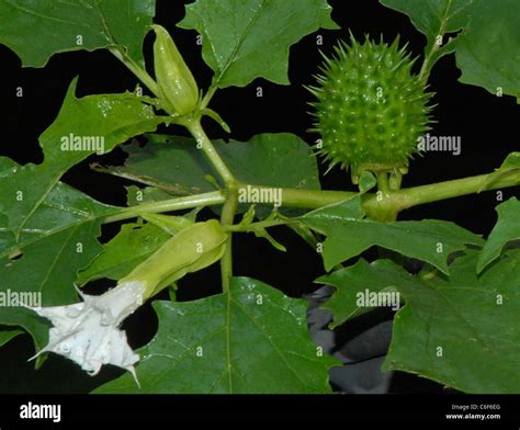 Thornapple Thorn Apple Thorn Apple Poisonous Plant Jimson Weed Is A