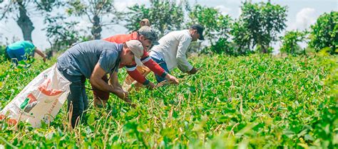 Guainía ya cuenta con Plan Departamental de Extensión Agropecuaria